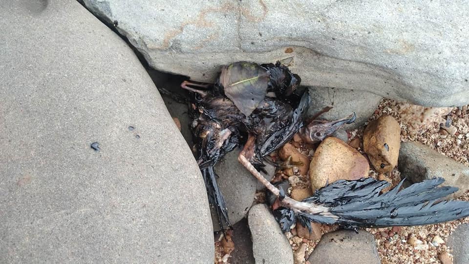 Statement on the oil spill and sinking of MT Princess&nbsp;Empress